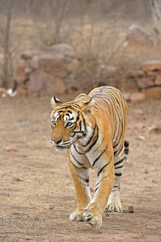 ranthambore safari