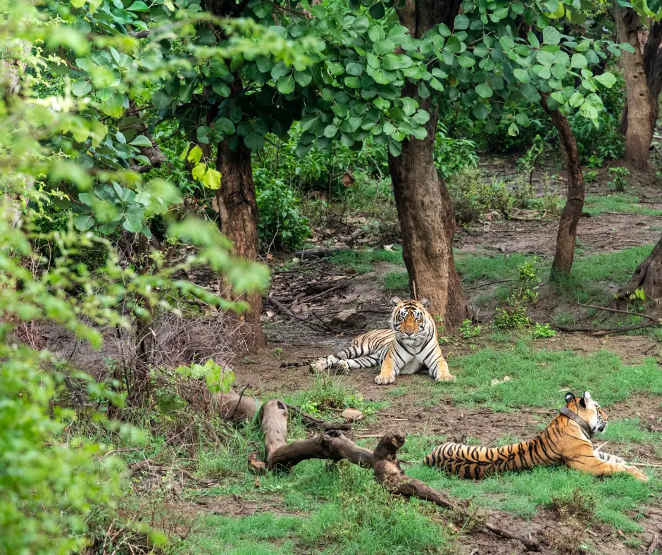 Sariska Tour package